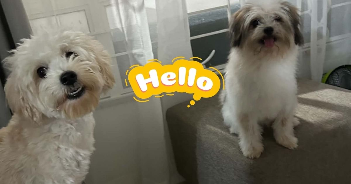 pet nanny in bicol