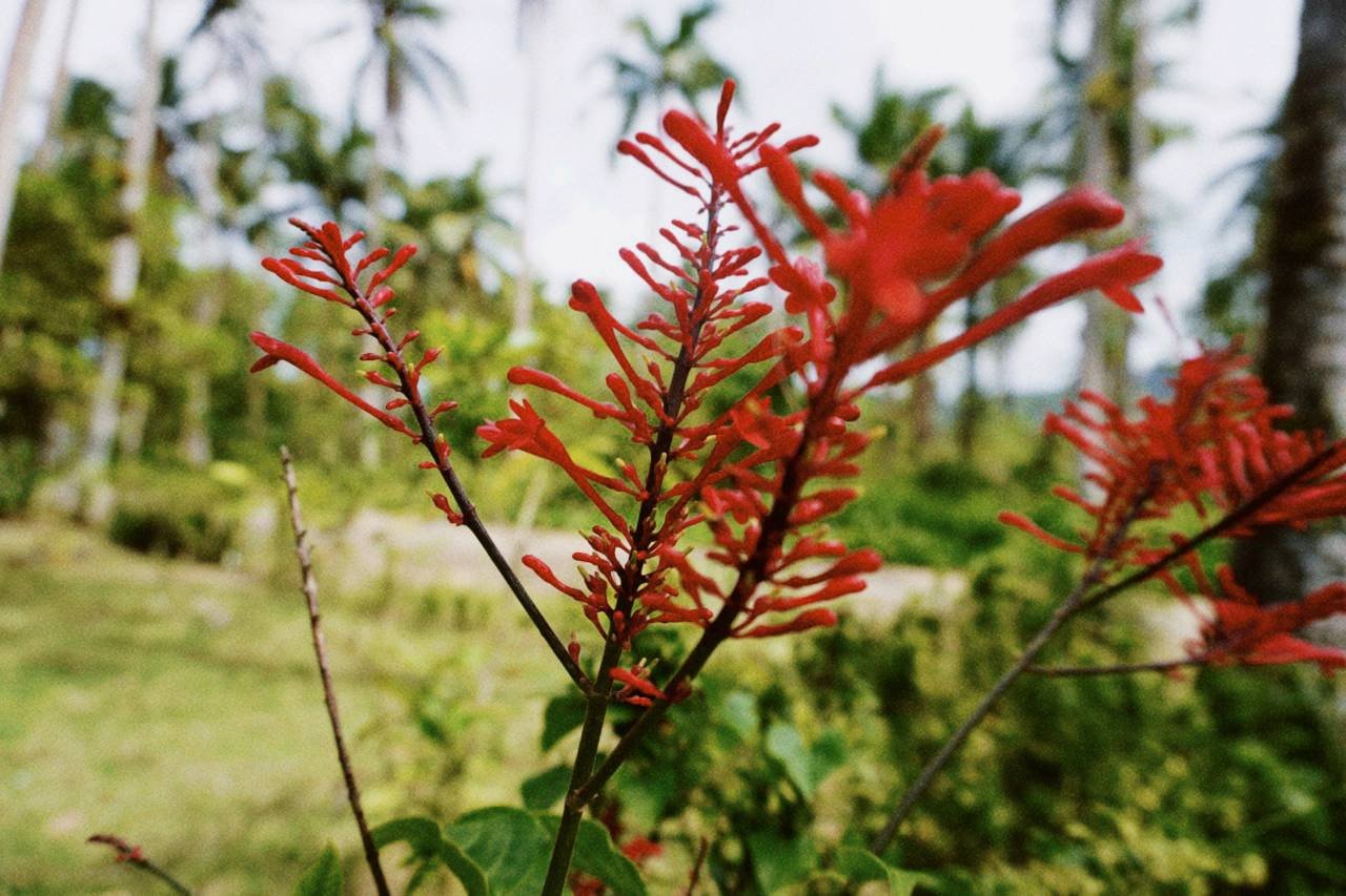 Firespike Plants